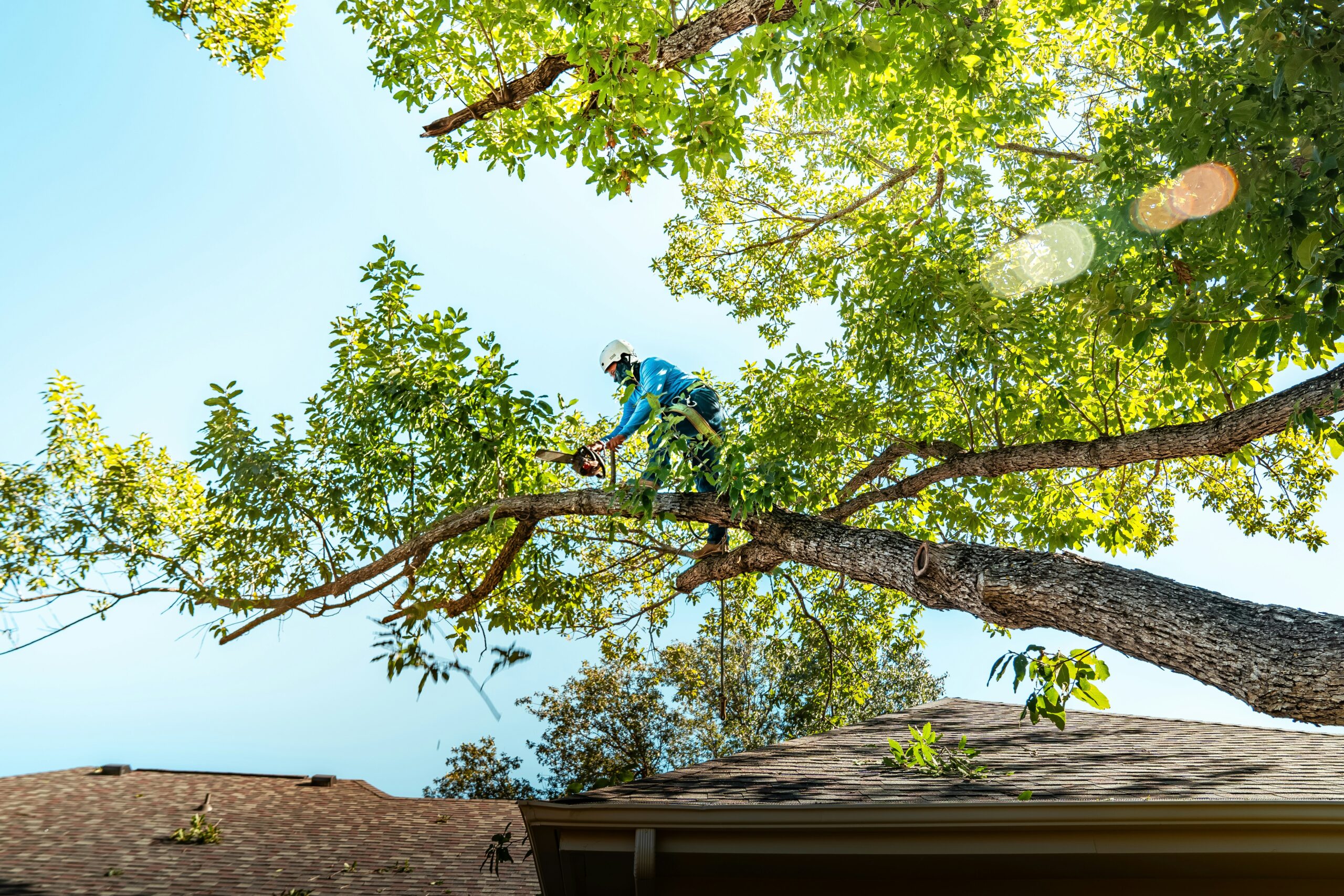 Tree Trimming in Folsom: Keeping Your Landscape Safe, Healthy, and Beautiful